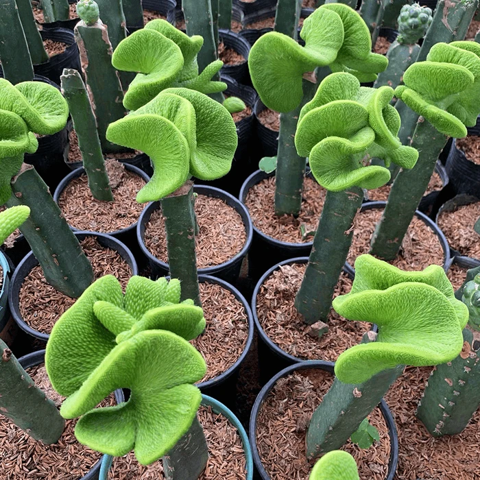 Cleistocactus Colademononis Inermis Cristata