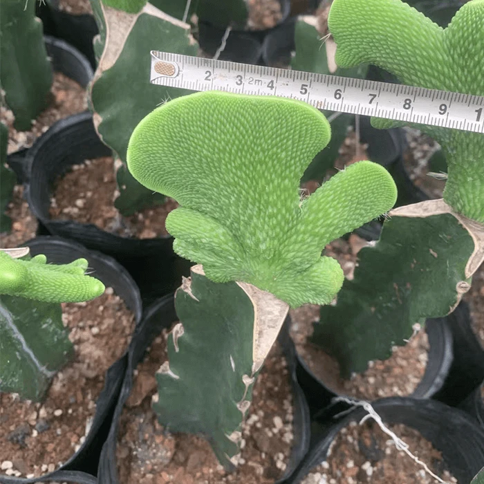 Cleistocactus Colademononis Inermis Cristata