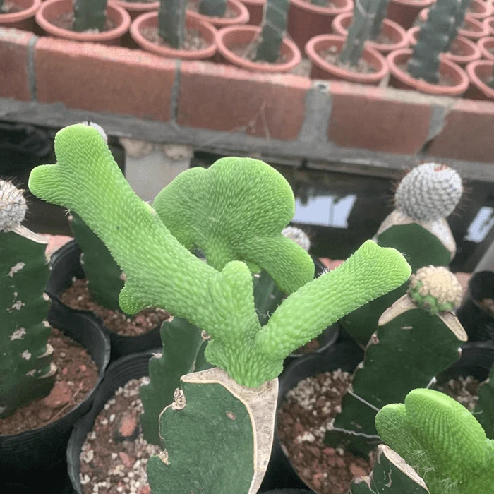 Cleistocactus Colademononis Inermis Cristata