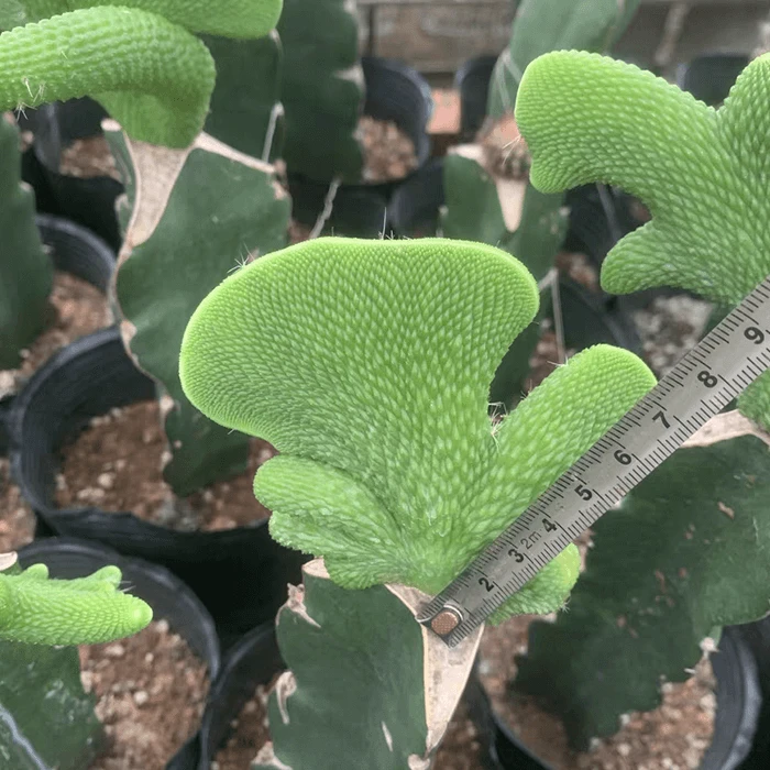 Cleistocactus  Colademononis   Inermis  Cristata