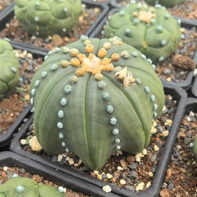 Astrophytum   Asterias Cactus