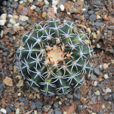 Discocactus Bahiensis Eilyddion Subviridigriseus