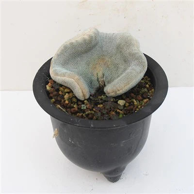 Epithelantha Bokei F. Cristata