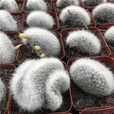 Mammillaria Baumii Cristata