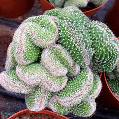 Mammillaria Hahniana Cristata