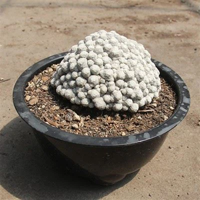 Clwstwr Mawr Mammillaria Humboldtii