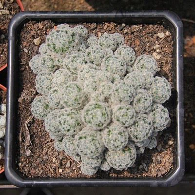 Mammillaria Schiedeana Cactus Pen Aml