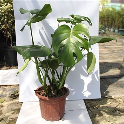 Planhigyn Byw Monstera