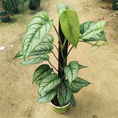 Planhigyn Siltepecana Monstera